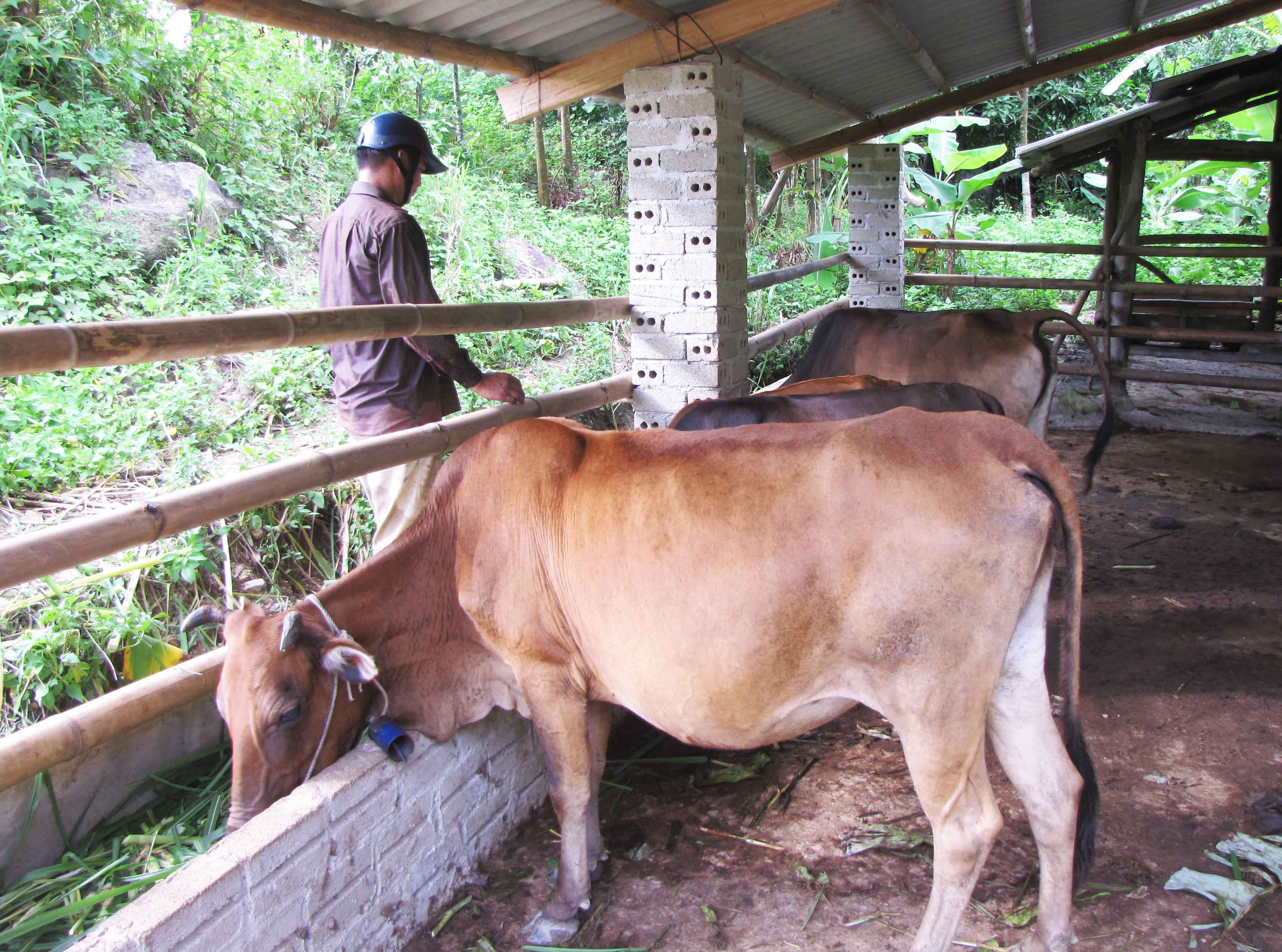 Phát triển chăn nuôi đại gia xúc là một trong định hướng trong phát triển kinh tế, nâng cao thu nhập cho người dân xã Mường Mô (huyện Nậm Nhùn).