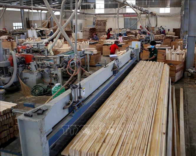 Sản xuất, chế biến gỗ xuất khẩu tại Công ty TNHH khai thác, chế biến lâm sản Đà Lạt (Lâm Đồng). Ảnh: TTXVN
