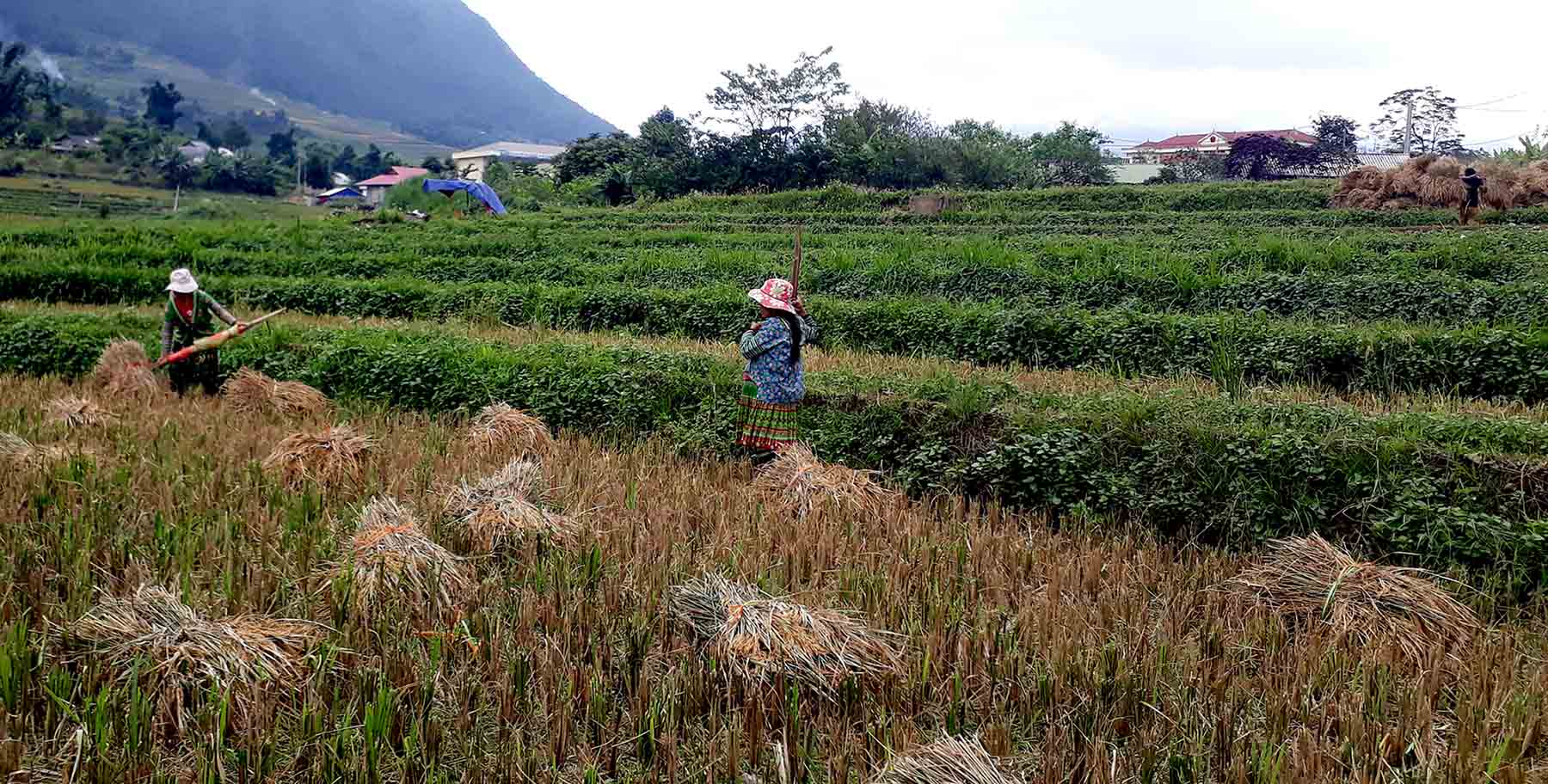 Người dân xã Tà Mung (huyện Than Uyên) thu hoạch lúa mùa. 
