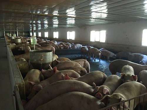 Hộ chăn nuôi cần thực hiện nghiêm các biện pháp phòng, chống dịch tả Châu Phi, đảm bảo an toàn cho đàn lợn.