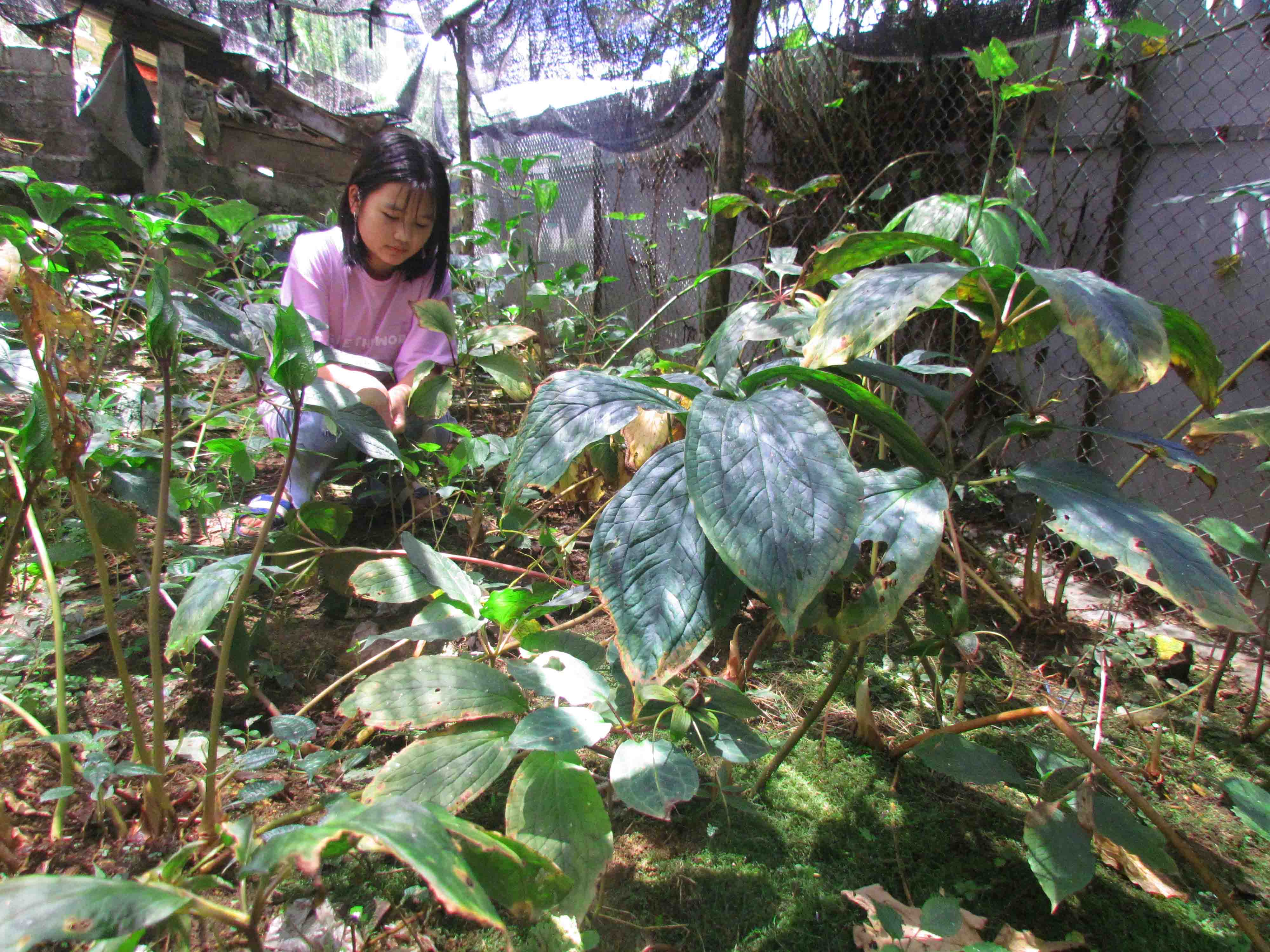 Người dân bản Tân Séo Phìn (xã Mồ Sì San) chăm sóc cây dược liệu.