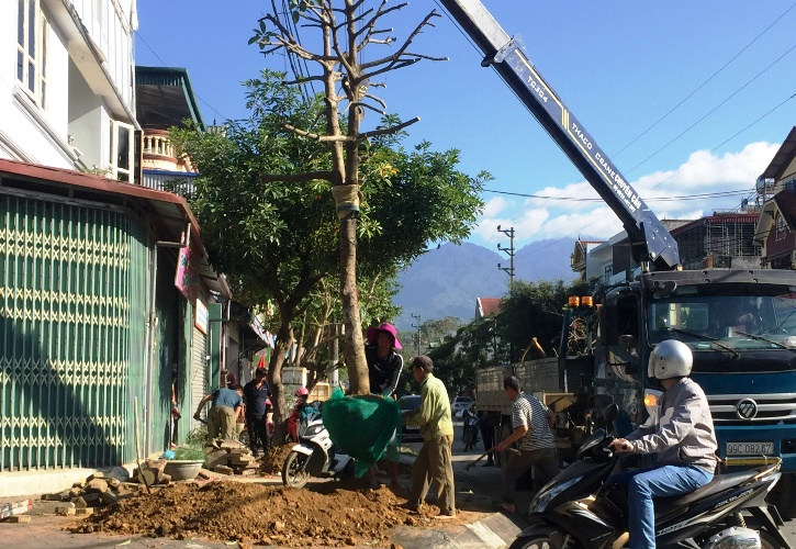 Tốp công nhân thực hiện việc bấng gốc cây di chuyển đi nơi khác trên tuyến đường Ngô Quyền. (Ảnh chụp lúc 9h ngày 21/11/2020. 