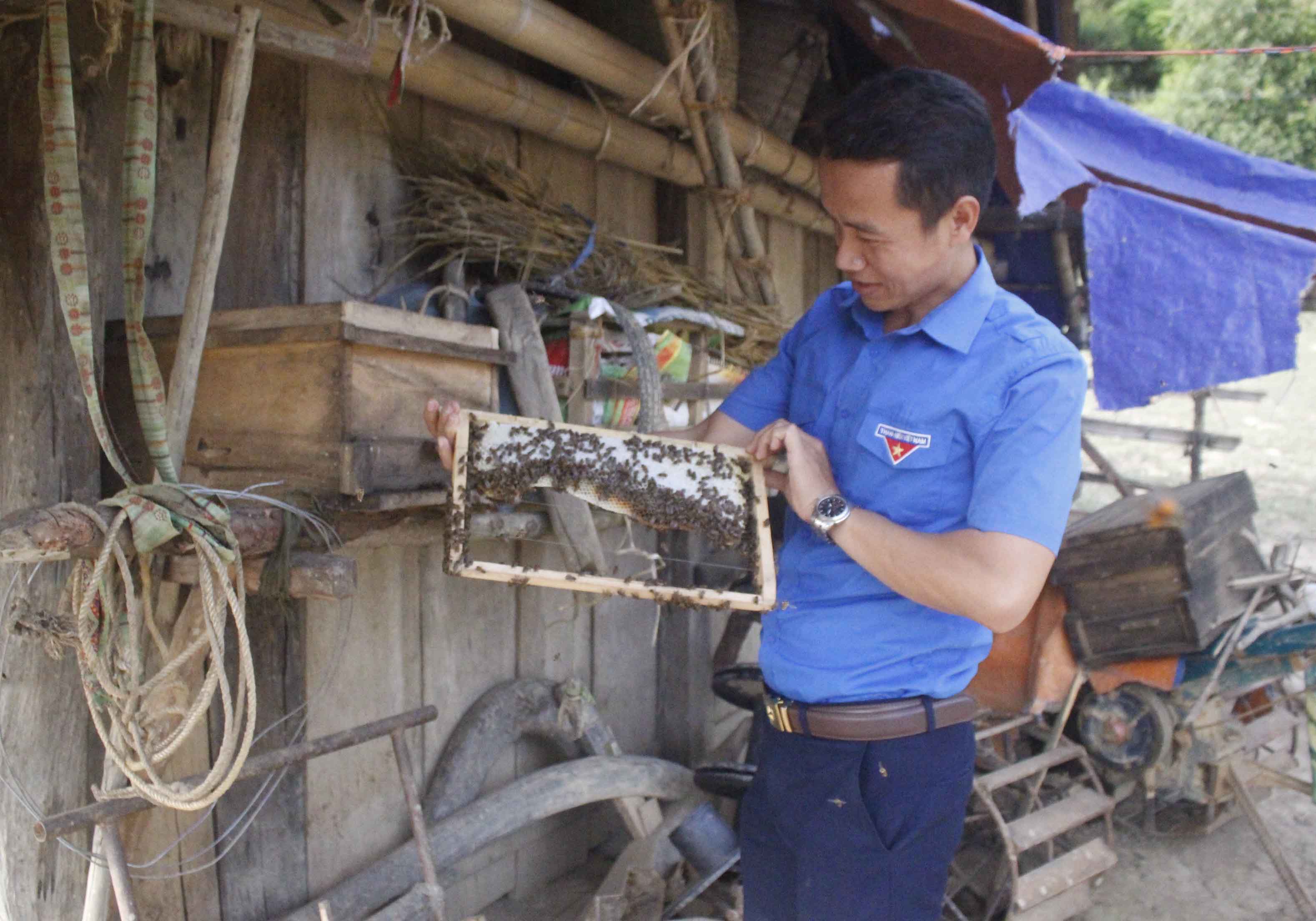 Anh Kháng A Chính- Bí thư đoàn xã Pha Mu (huyện Than Uyên) giới thiệu cách nhân đàn ong. 