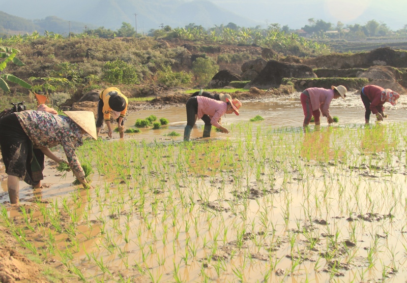Người dân bản Ná Đon gieo trồng lúa chiêm xuân. 