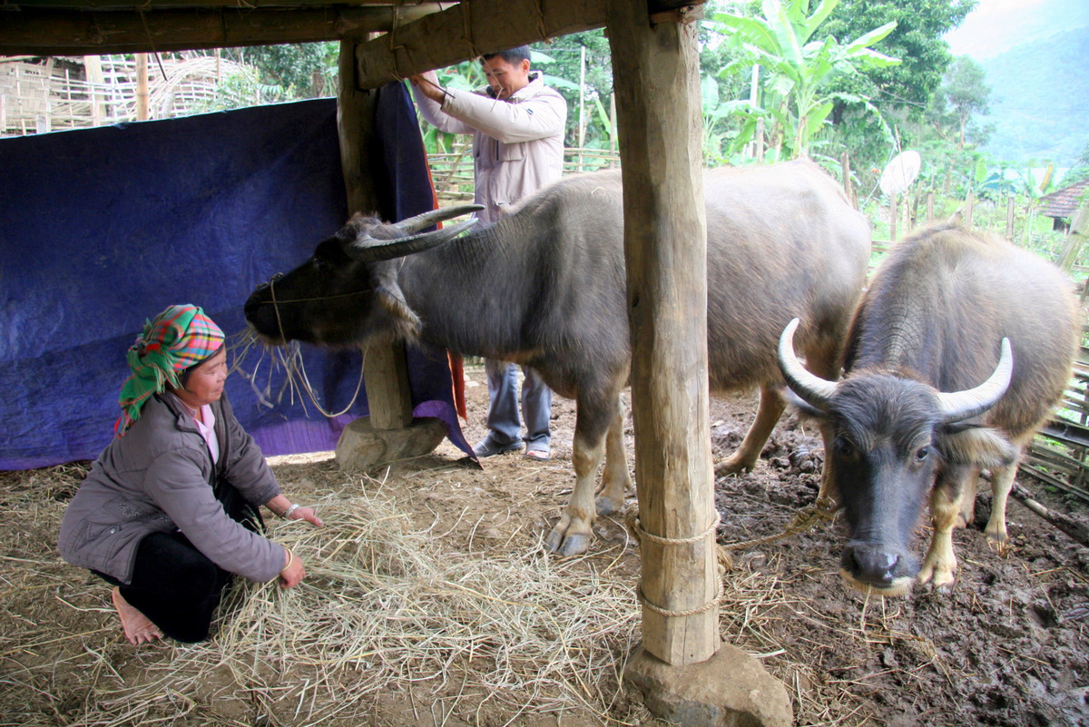 Gia đình bà Lường Thị Ẻn, bản Nà Then, xã Mường Kim (huyện Than Uyên) chăm sóc đàn gia súc ngày giá rét.