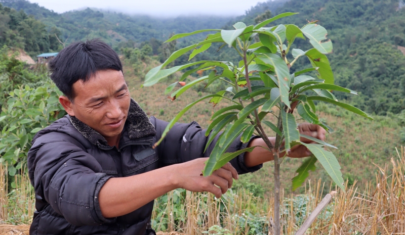 Nông dân bản Huổi Pết (xã Nậm Hàng) chăm sóc cây xoài Đài Loan