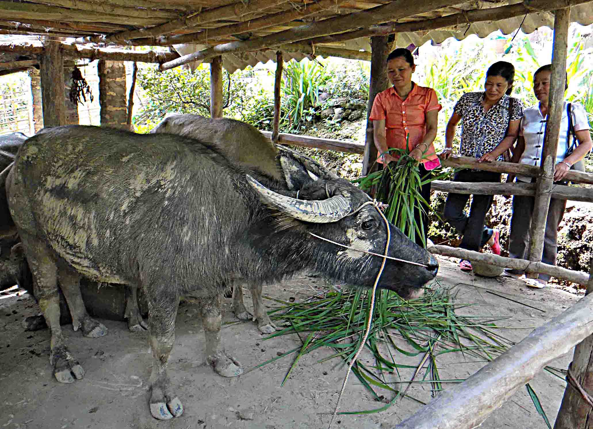 Hội viên Chi hội Phụ nữ bản Nà Phát (xã Bình Lư) thăm mô hình nuôi nhốt trâu thương phẩm.