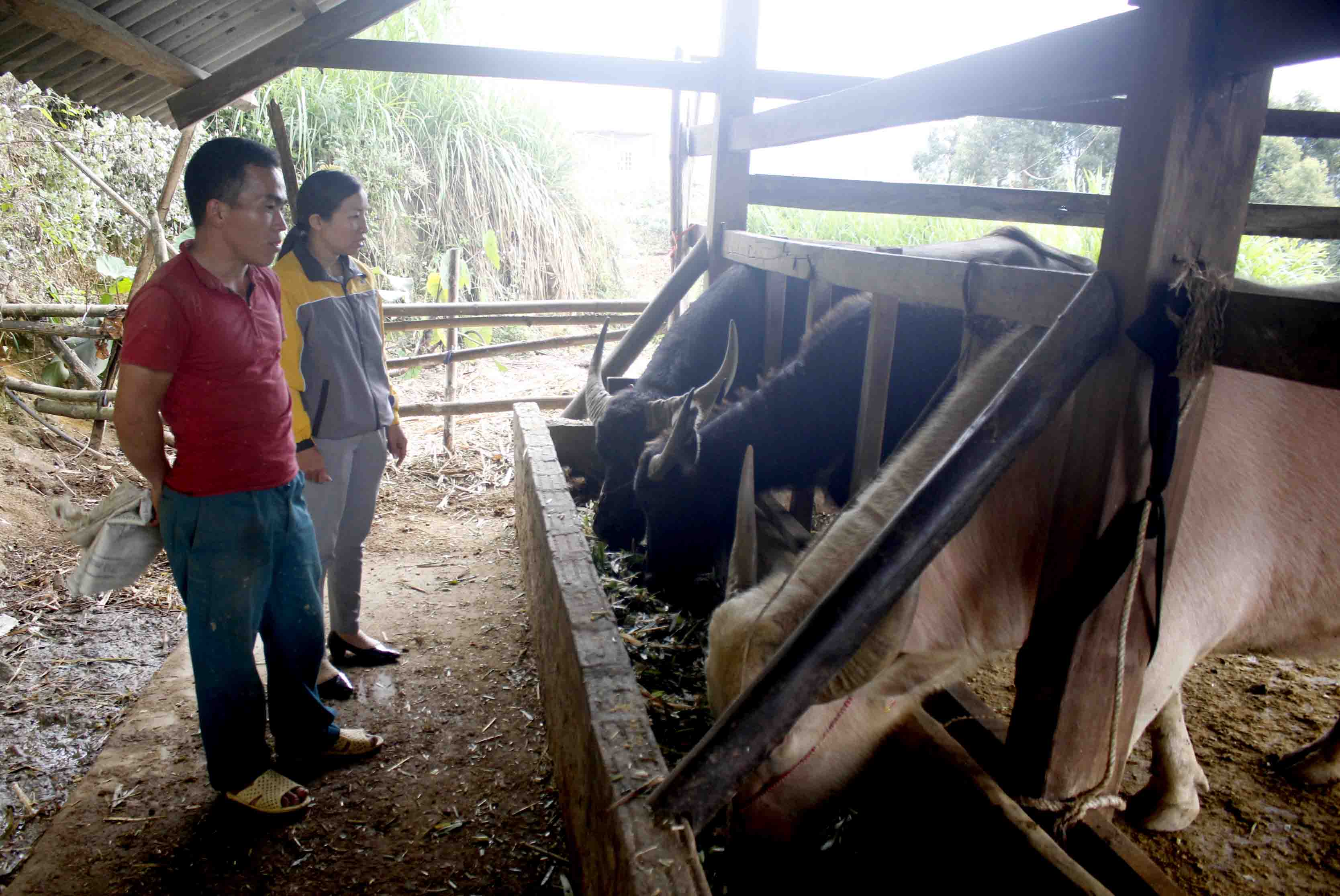 Hội viên nông dân bản Hô Ta, xã Tà Mung (huyện Than Uyên) tích cực chăn nuôi trâu, bò vỗ béo để tăng thu nhập. 