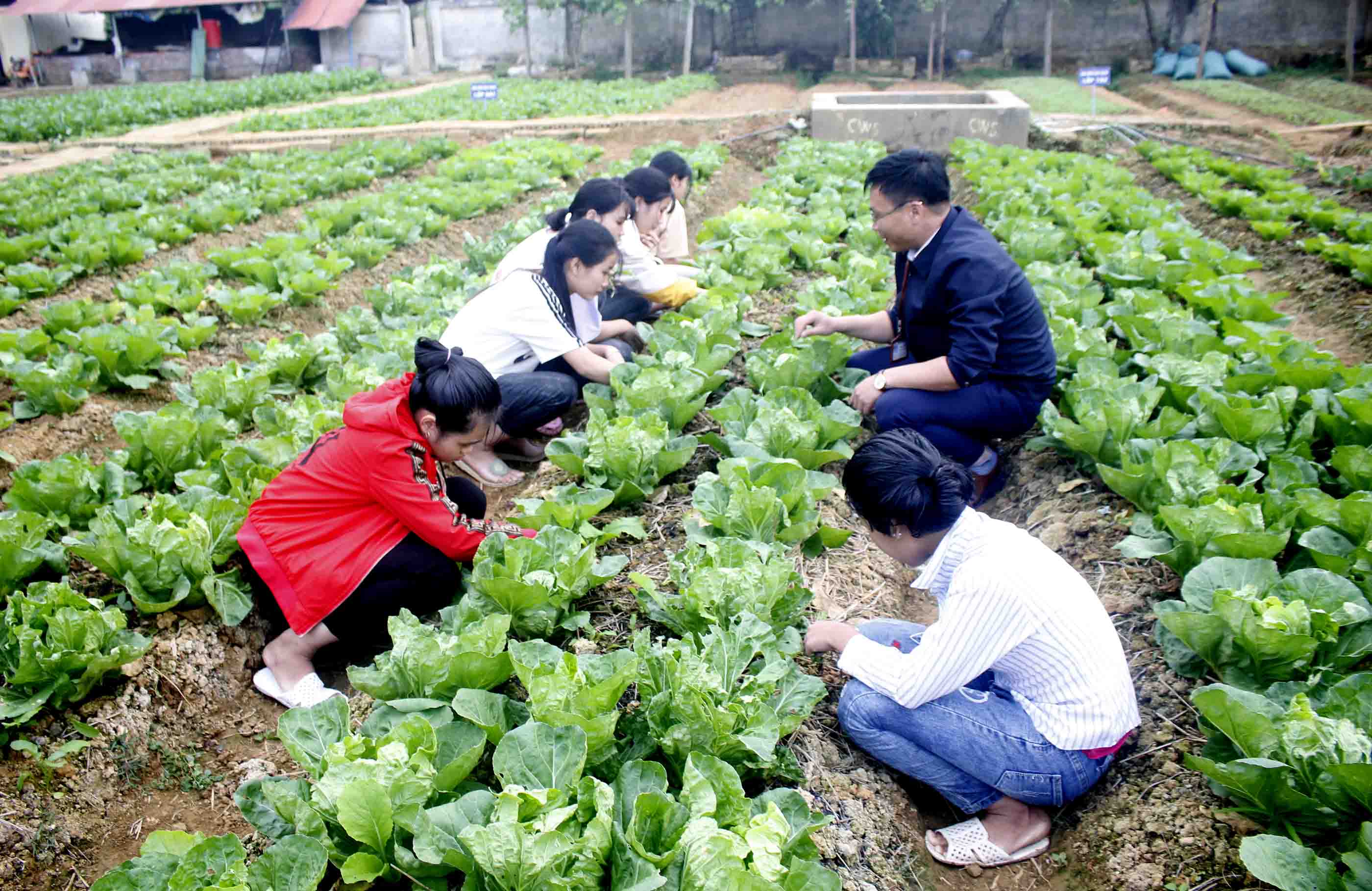 Mỗi buổi chiều tan học, thầy Nam cùng học sinh chăm sóc vườn rau. 