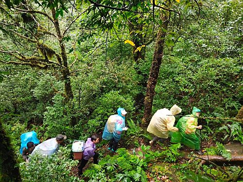 Người dân bản Phô, xã Hồ Thầu vận chuyển búp chè cổ thụ trên núi Tả Liên Sơn, thuộc dãy Hoàng Liên Sơn (xã Tả Lèng, huyện Tam Đường) về sơ chế. Ảnh: Lù Thị Gôn