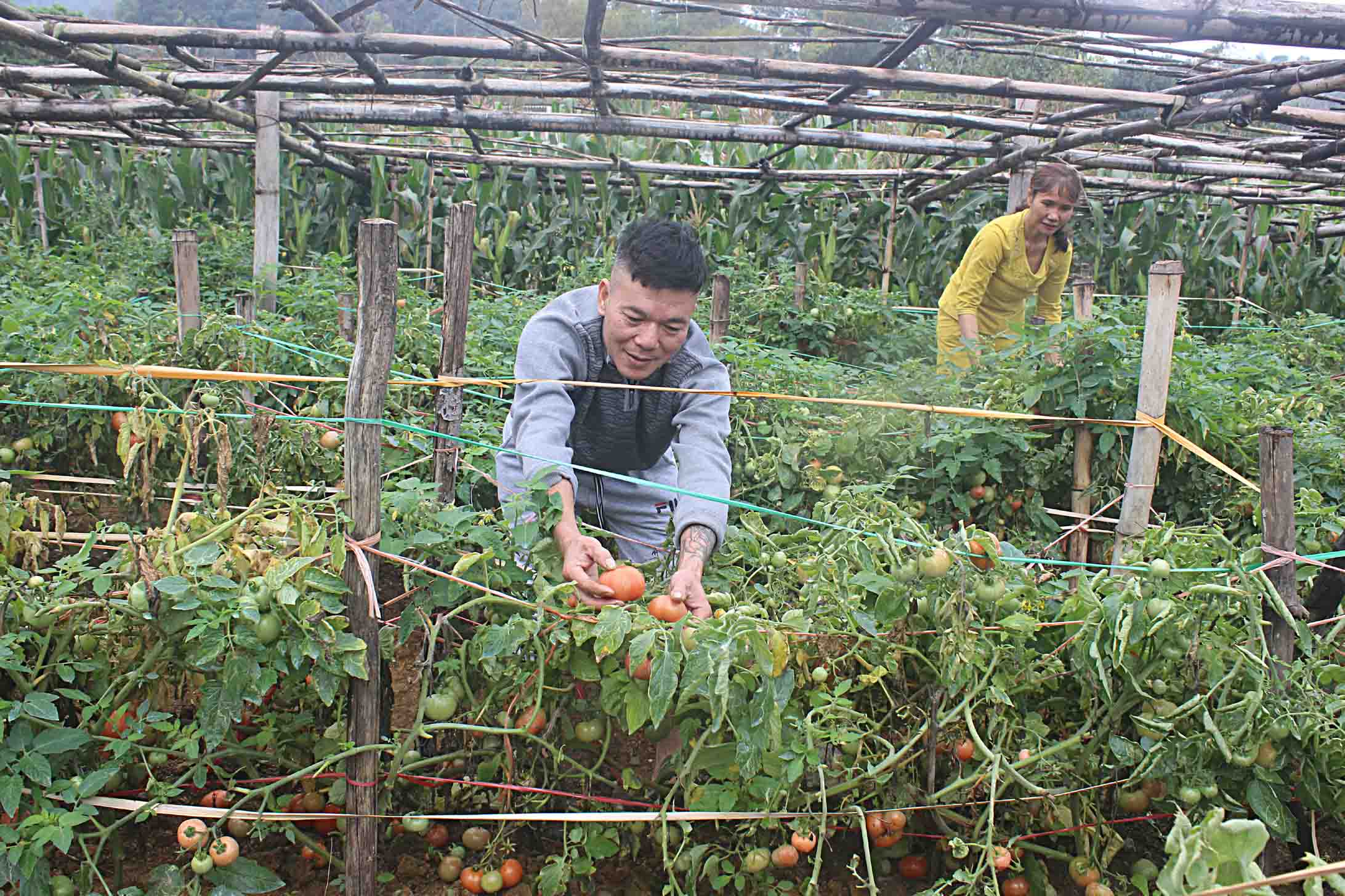Gia đình chị Nguyễn Thị Nụ ở bản Hưng Bình (xã Bình Lư) thu hoạch cà chua.