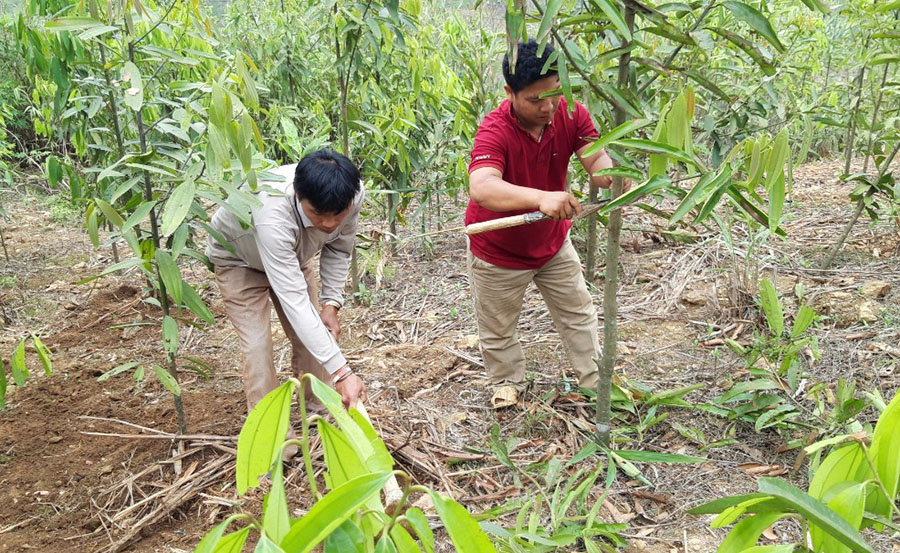  Nhân dân bản Nậm Xả, xã Bum Tở chăm sóc cây quế