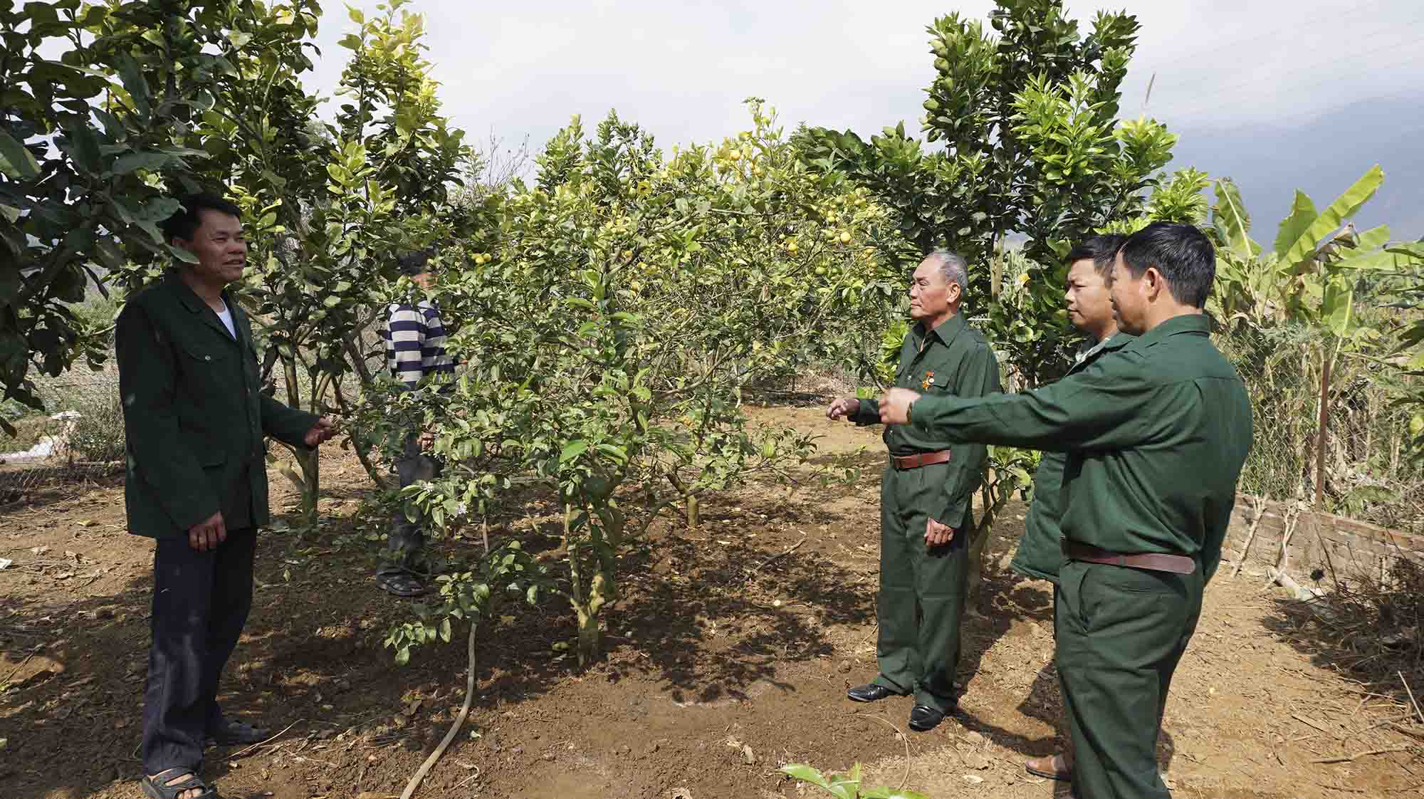 CCB Nguyễn Trọng Đại (ngoài cùng bên trái) chia sẻ kinh nghiệm trồng cây ăn quả với hội viên, lãnh đạo Hội CCB xã.)