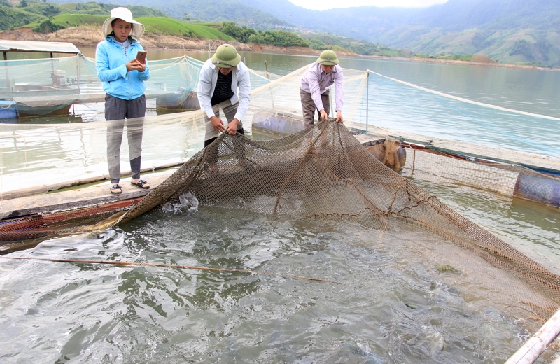 Người dân xã Mường Mô (huyện Nậm Nhùn) đầu tư nuôi cá lồng trên lòng hồ thủy điện Lai Châu, mang lại giá trị kinh tế.