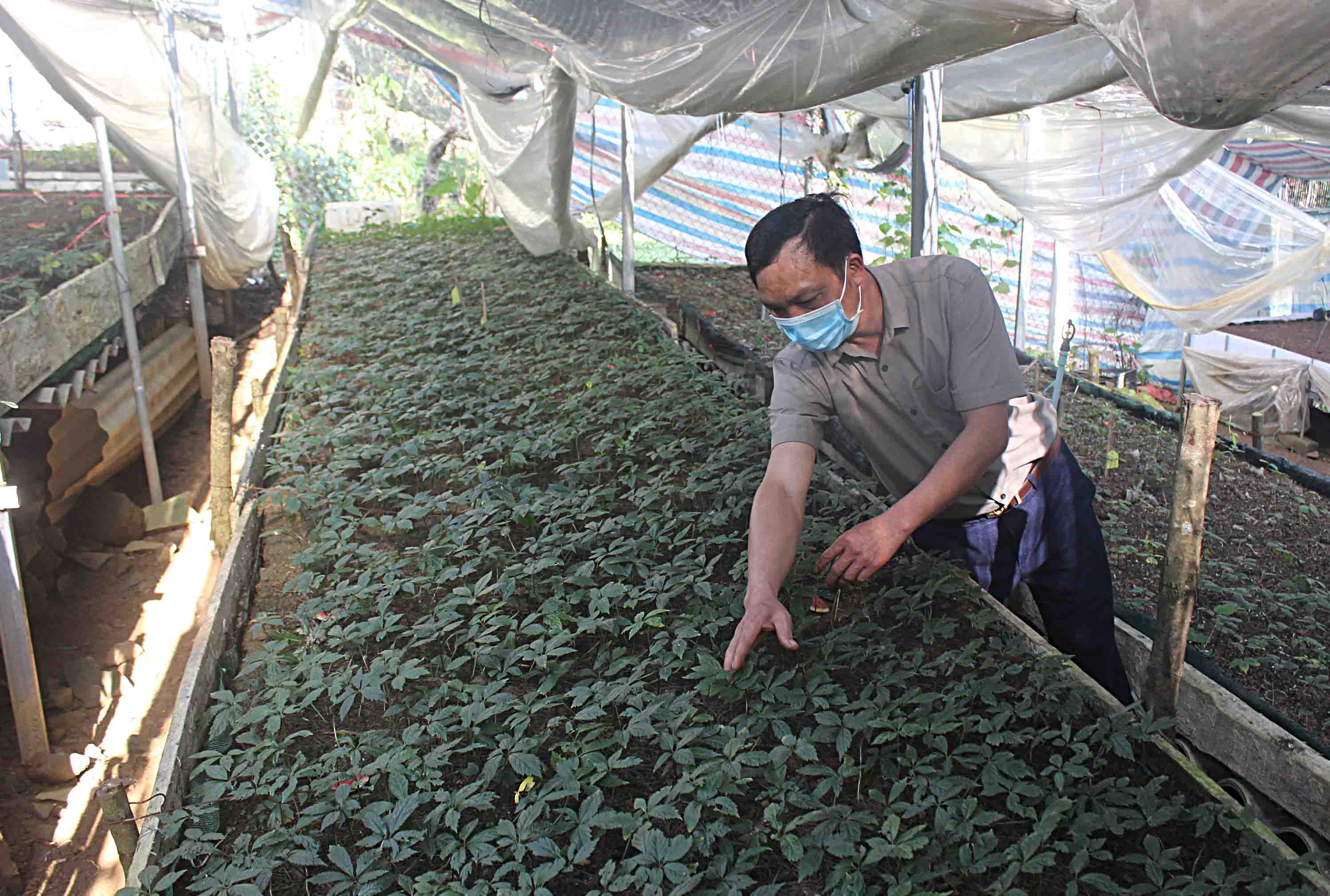 Anh Phàn A Sơn ở bản Xin Chải, xã Giang Ma kiểm tra sự phát triển của cây giống tại mô hình ươm cây giống sâm Lai Châu bản Xin Chải.