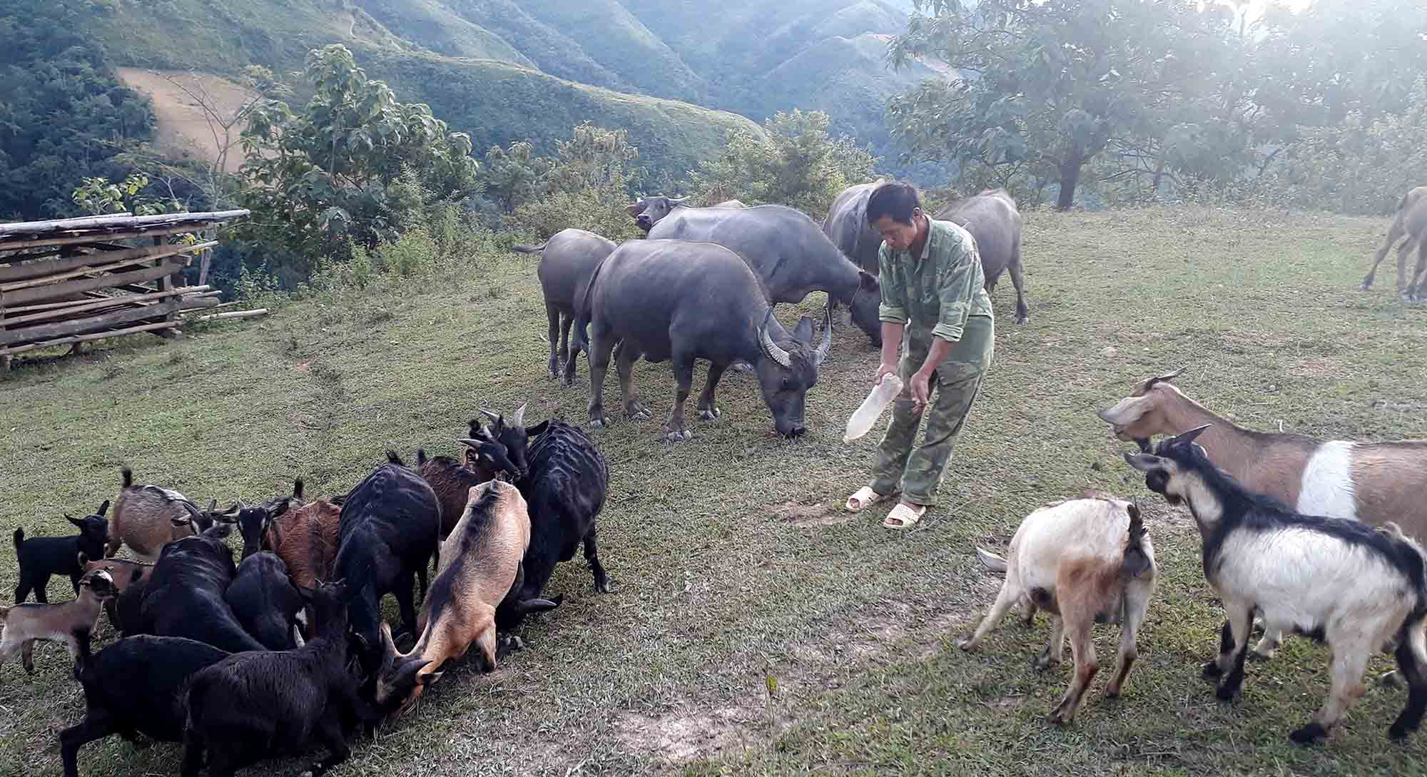 Nhân dân bản Pá Khoang, xã Pha Mu (huyện Than Uyên) chăm sóc đàn vật nuôi. 