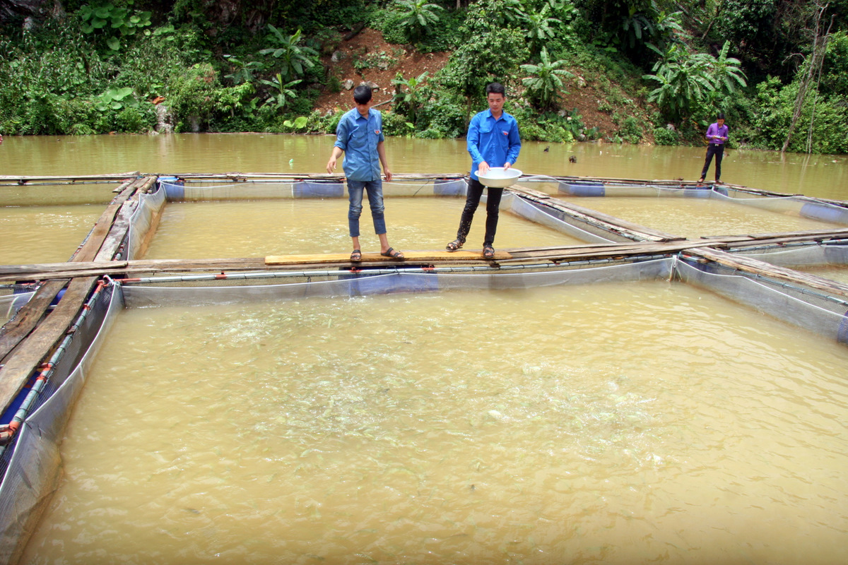 Thành viên Hợp tác xã Thanh niên xã Ta Gia chăm sóc cá lồng.