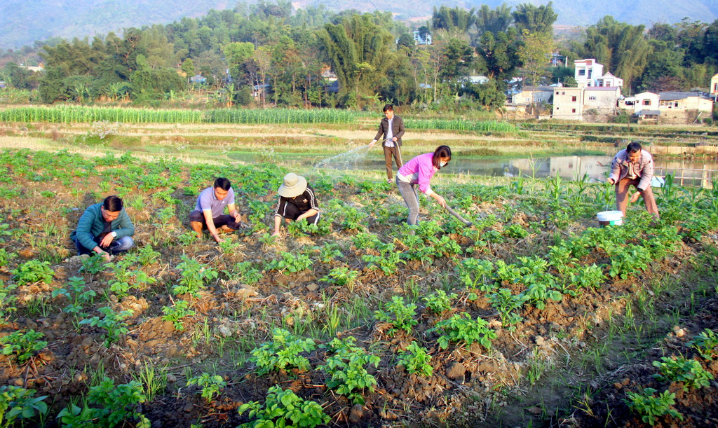 Cán bộ xã Mường Kim cùng các đồng chí trong Chi bộ bản Nà Khương triển khai mô hình trồng khoai tây vụ đông.
