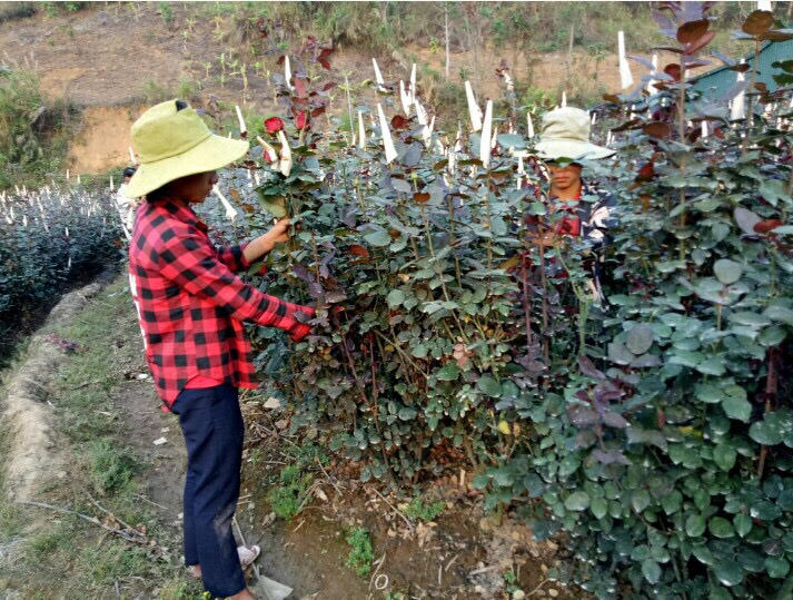 Nhân công của gia đình anh Nguyễn Văn Chanh (bản Mới, xã San Thàng) chăm sóc, thu hoạch hoa hồng.