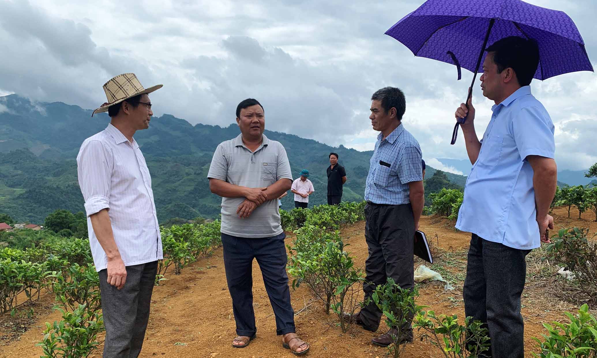 Đoàn giám sát của Ban Kinh tế-Ngân sách (HĐND tỉnh) kiểm tra vùng trồng cây mắc-ca xen chè tại xã Hồng Thu (huyện Sìn Hồ).