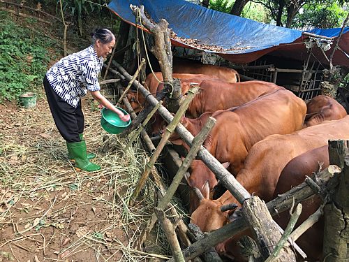 Nông dân phường Đông Phong, thành phố Lai Châu chăm sóc đàn gia súc.