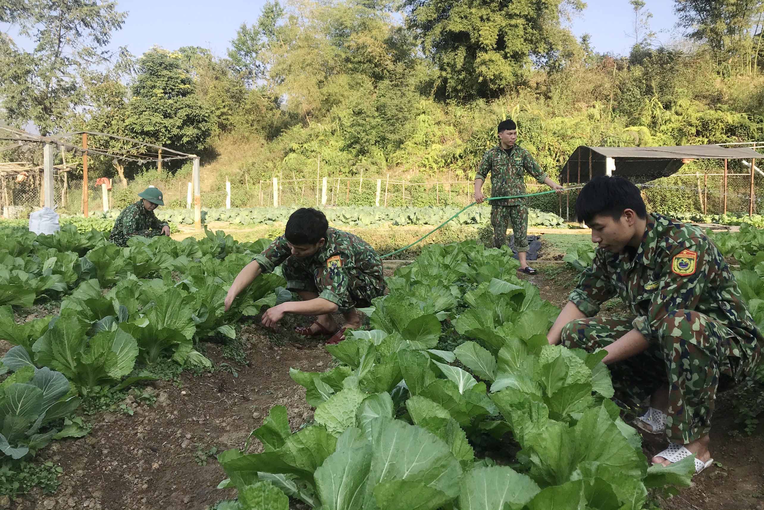 Cán bộ, chiến sỹ Đồn Biên phòng Sì Lở Lầu trồng rau xanh trong khuôn viên đơn vị.