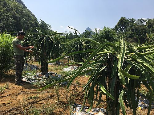 Nông dân xã San Thàng, thành phố Lai Châu chăm sóc cây ăn quả. 