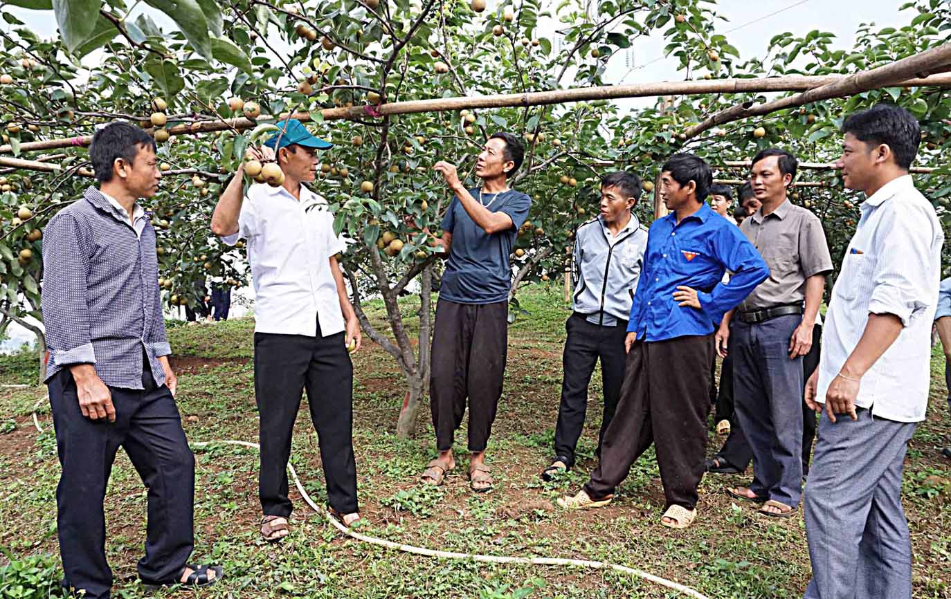 Lãnh đạo Đảng ủy xã Giang Ma (huyện Tam Đường) cùng nông dân trao đổi kỹ thuật trồng, chăm sóc cây lê.