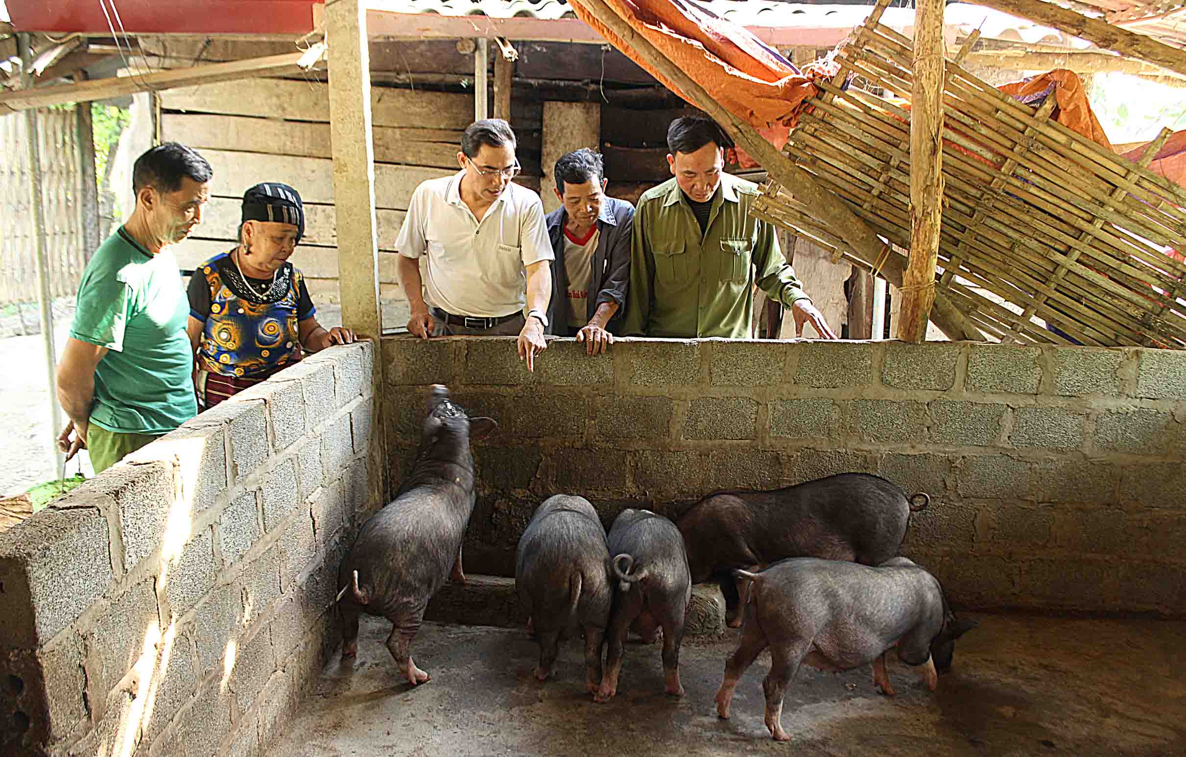 Hội viên Hội NCT xã Bản Hon (huyện Tam Đường) trao đổi kỹ thuật nuôi lợn thịt theo hướng hàng hóa.