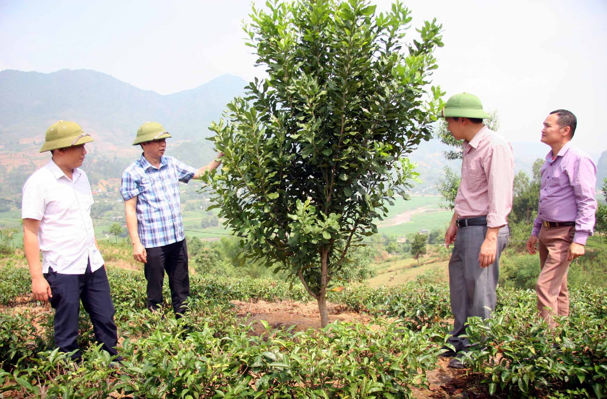 Lãnh đạo huyện Than Uyên, xã Mường Kim kiểm tra diện tích cây mắc-ca trồng xen chè tại bản Nà Then.