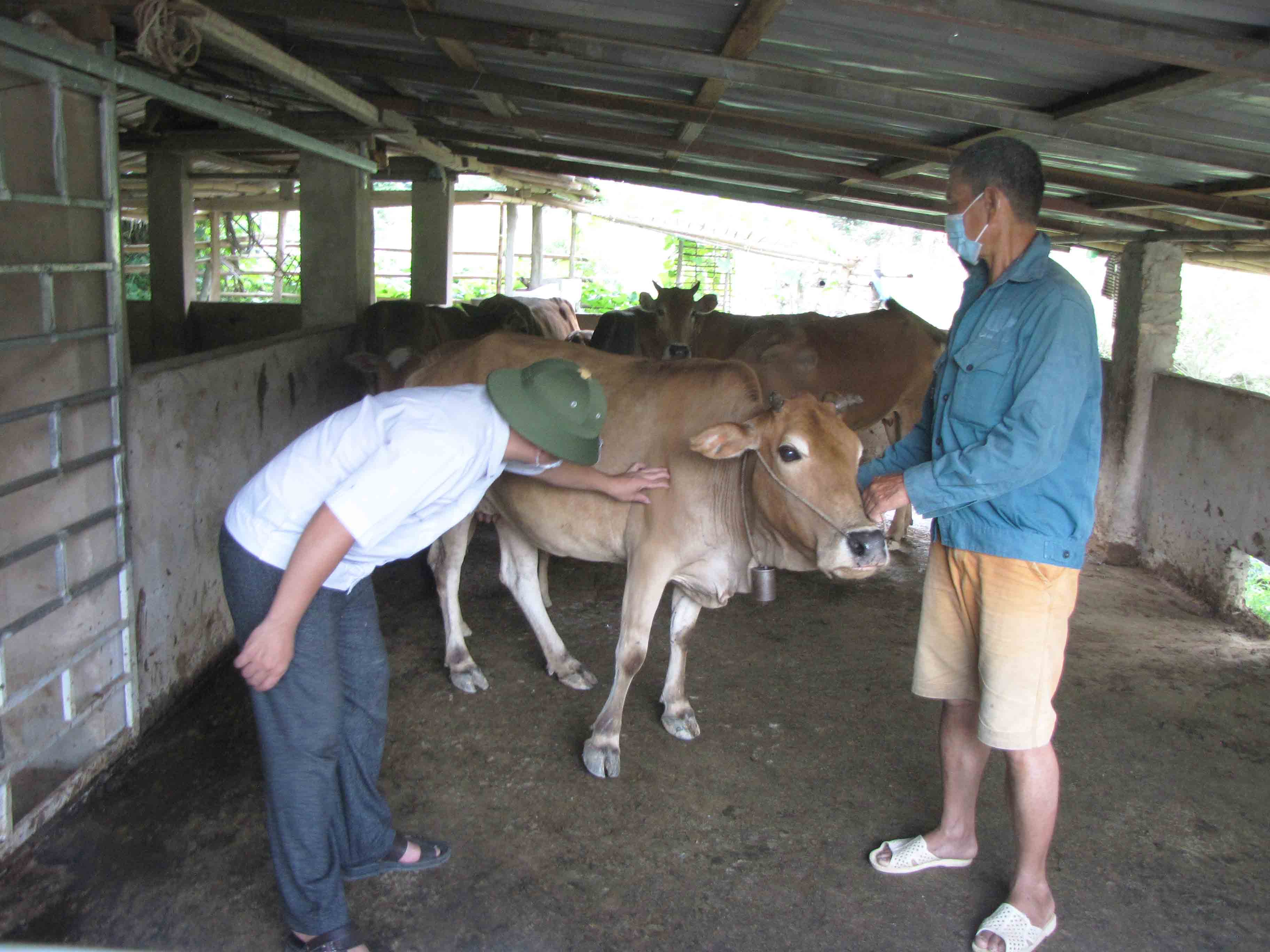 Cán bộ thú y Trung tâm Dịch vụ nông nghiệp huyện Nậm Nhùn kiểm tra biểu hiện bệnh VDNC trên đàn bò tại bản Nậm Nhùn (thị trấn Nậm Nhùn).