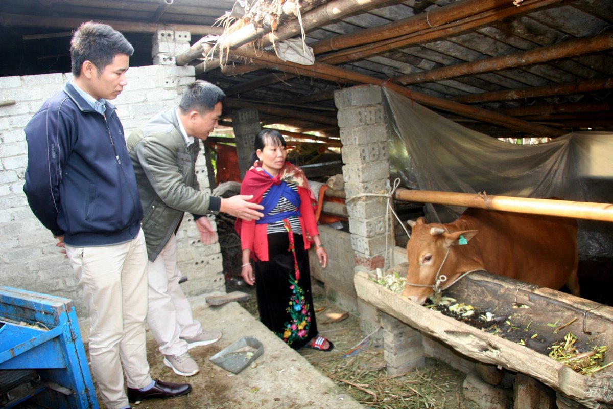 cán bộ Trung tâm Dịch vụ nông nghiệp huyện Than Uyên hướng dẫn bà con bản Muông, xã Mường Cang biểu hiện bệnh viêm da nổi cục. Vùng tệp đính kèm