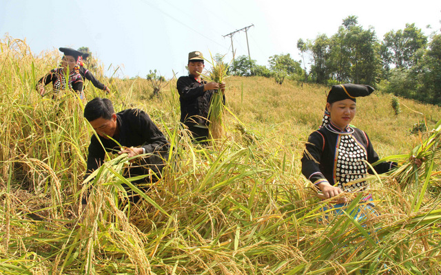 Những giống lúa mới giúp bà con Si La không chỉ đảm bảo an ninh lương thực mà còn đủ để chăn nuôi và bán cho thương lái.  Ảnh tư liệu