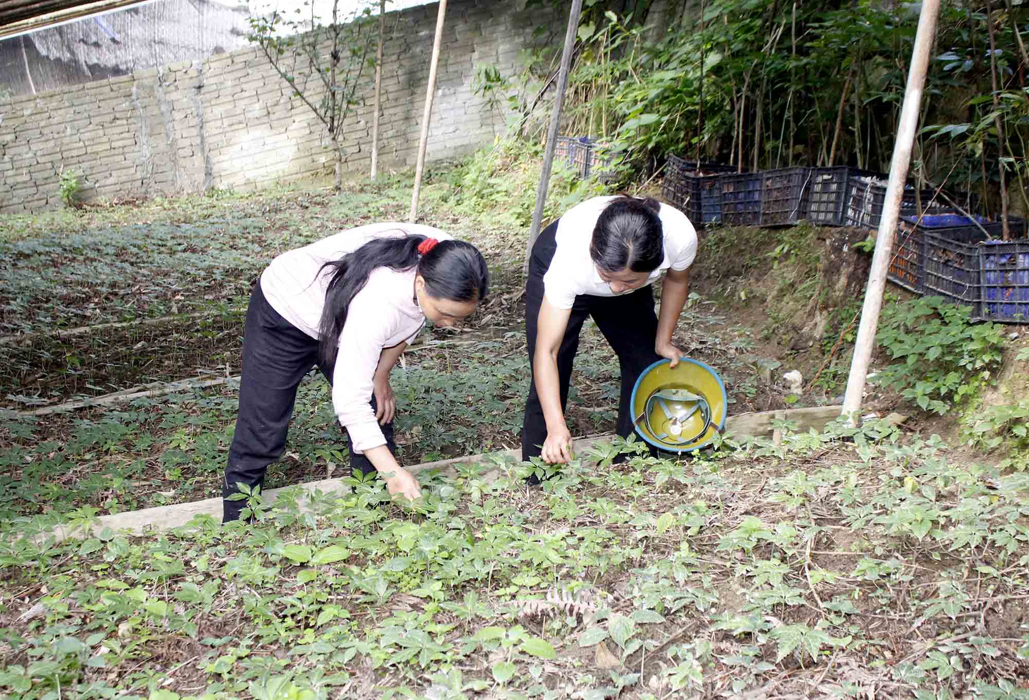 Nhân dân xã Sì Lở Lầu (huyện Phong Thổ) tích cực chăm sóc cây tam thất, nâng cao thu nhập. 