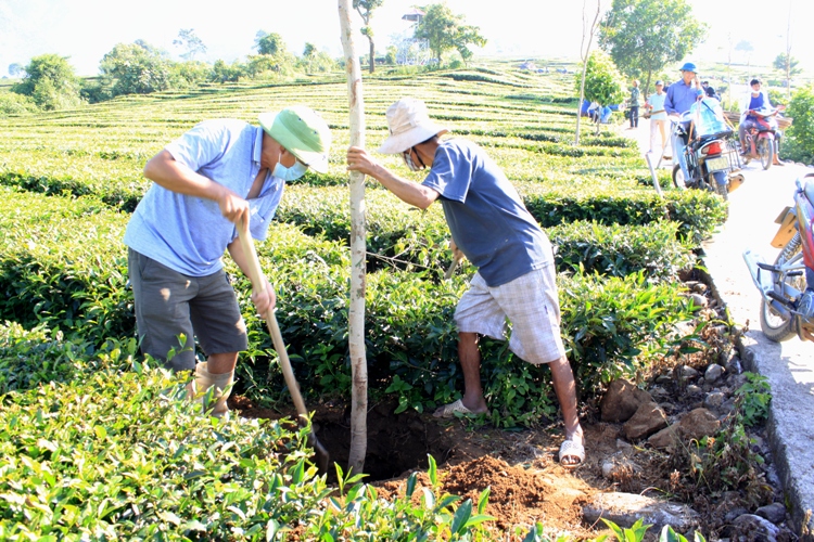 Người dân tích cực trồng hoa muồng hoàng yến trên đồi chè tại bản Phúc Khoa (xã Phúc Khoa).