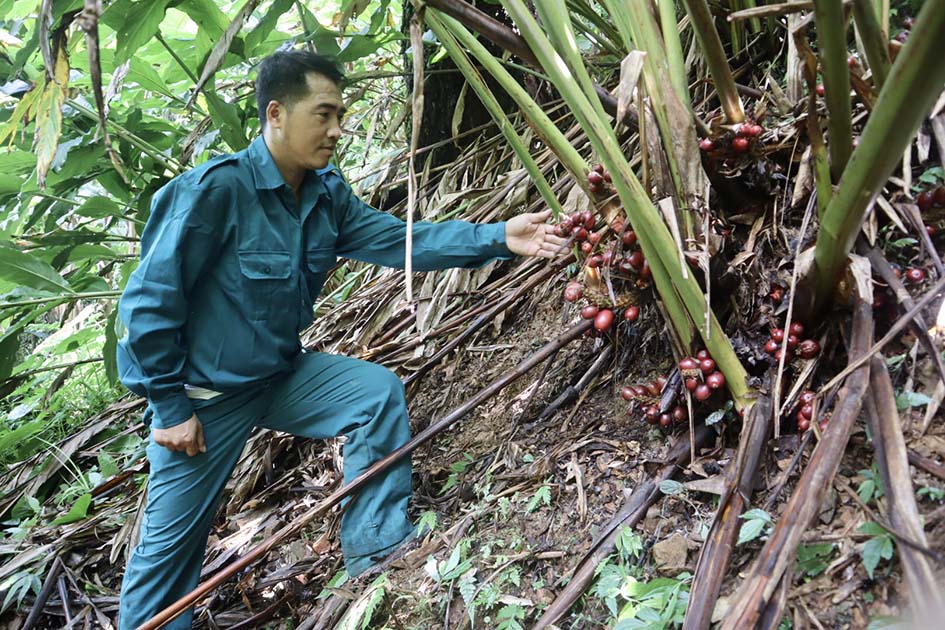 Cây thảo quả ở xã biên giới Hua Bum