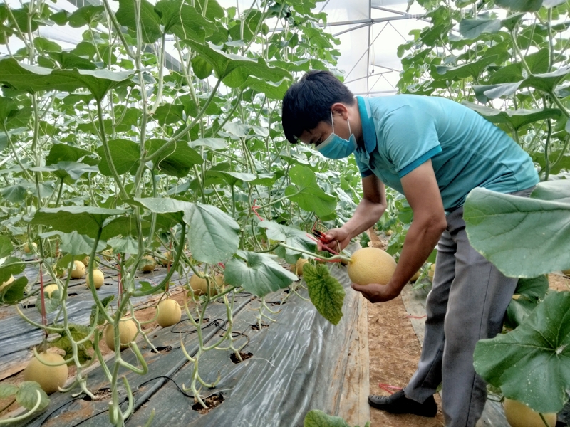 Nông nghiệp Tân Uyên đã có bước đột phá thông qua Mô hình trồng dưa lưới ứng dụng công nghệ cao.