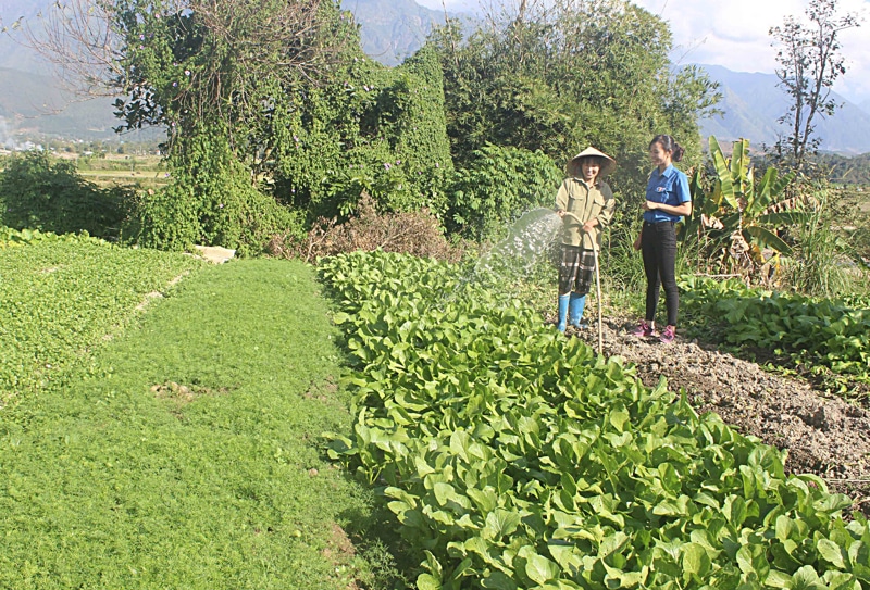 Nông dân bản Hưng Bình (xã Bình Lư) chăm sóc cây rau vụ đông.