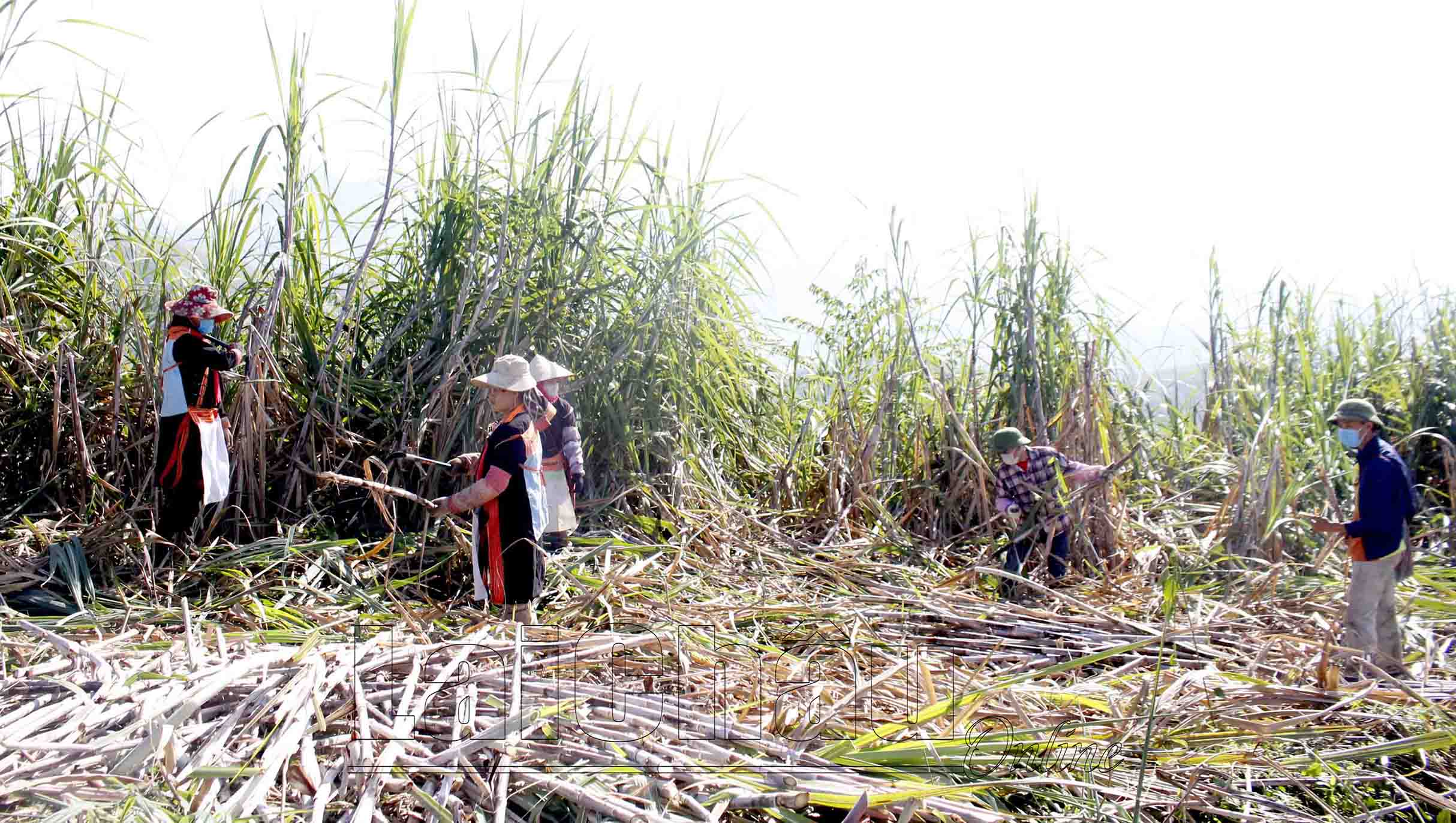 Nhân dân xã Hoang Thèn (huyện Phong Thổ) thu hoạch mía. 