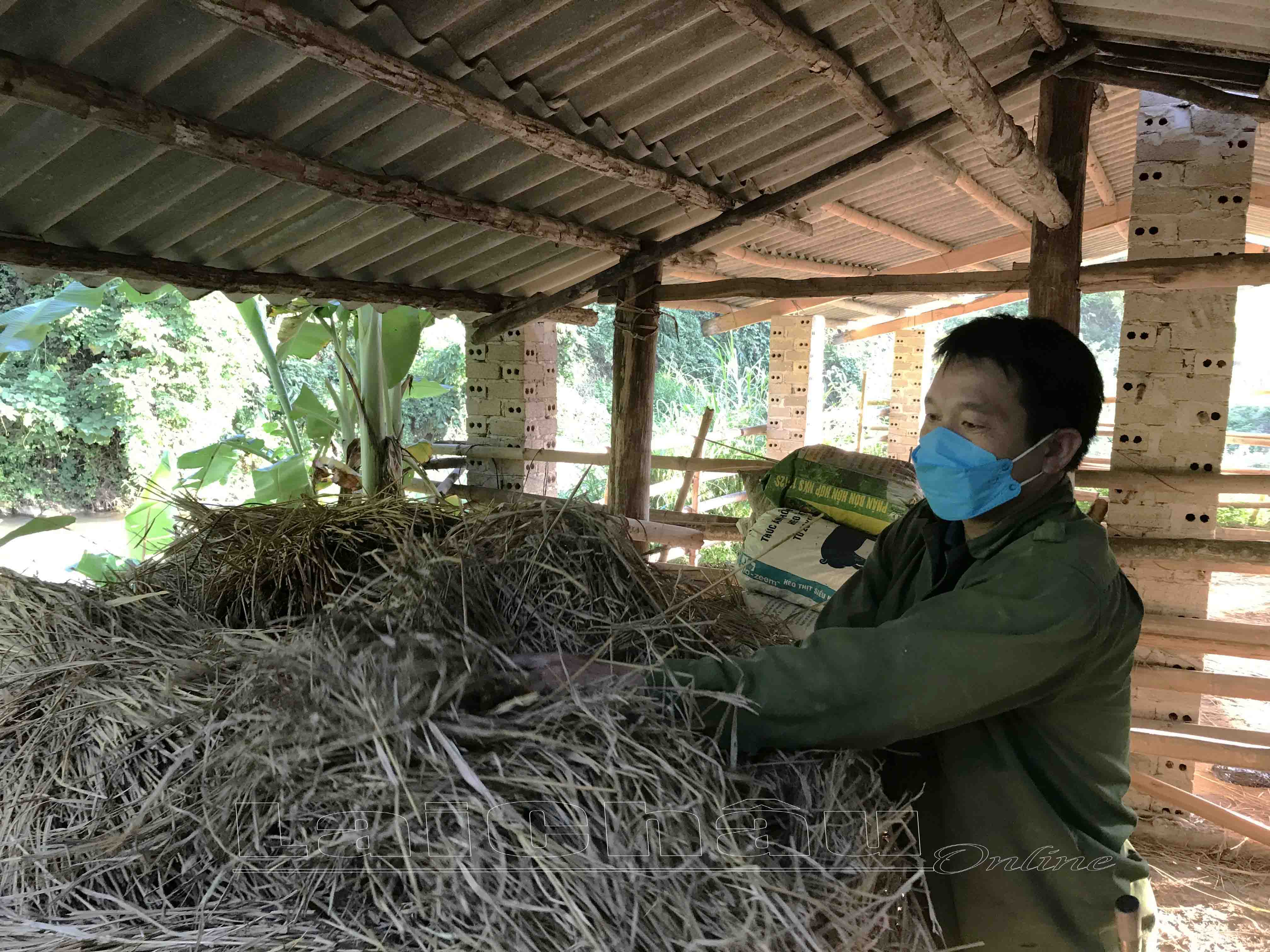  Người chăn nuôi trên địa bàn huyện Nậm Nhùn dự trữ thức ăn cho vật nuôi vào những ngày giá rét.