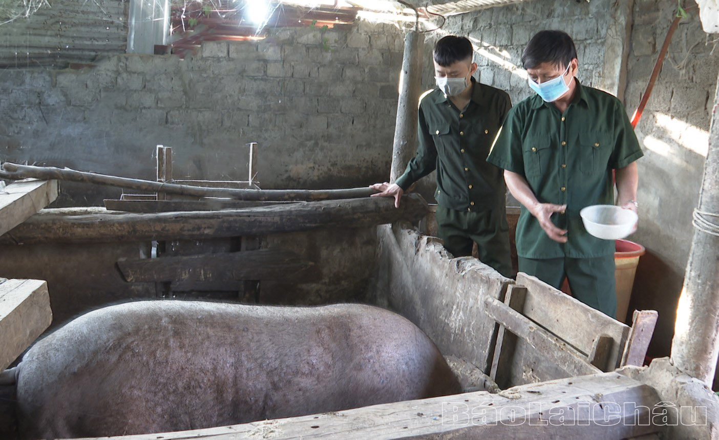 CCB Nguyễn Xuân Thanh (bên trái) chăm sóc đàn lợn của gia đình.