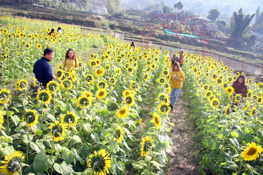 Du khách thưởng ngoạn tại vườn hoa hướng dương xã Hua Nà, huyện Than Uyên.