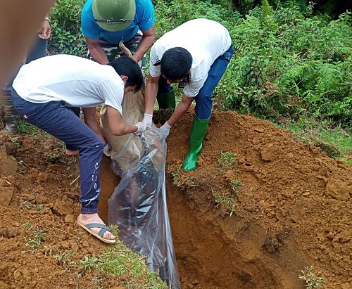 Người dân xã Sùng Phài (thành phố Lai Châu) tiêu hủy lợn mặc bệnh dịch tả lợn Châu Phi.