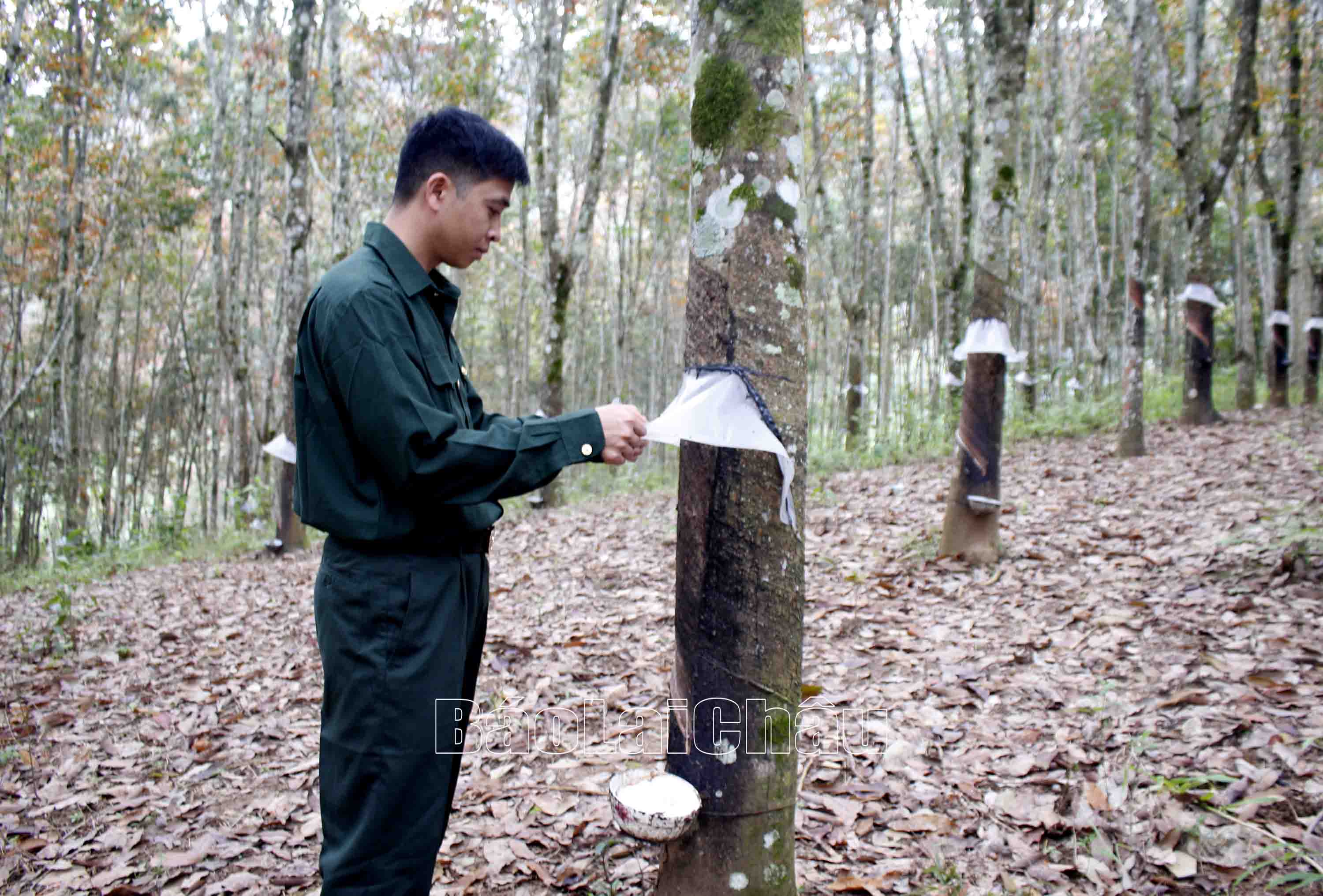 CCB xã Khổng Lào (huyện Phong Thổ) vượt khó làm giàu với mô hình trồng cây cao su. 