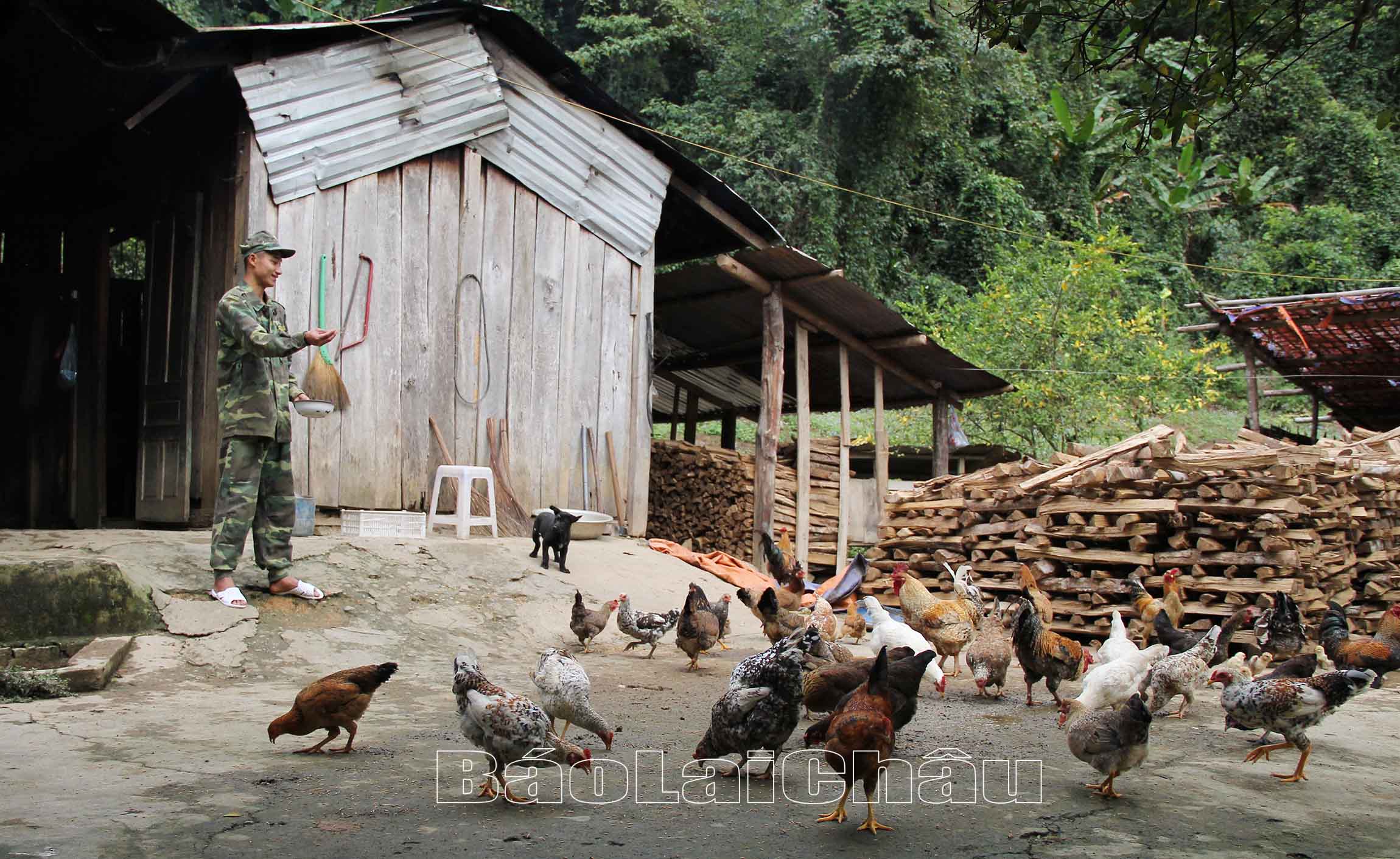 chăm sóc đàn gia cầm