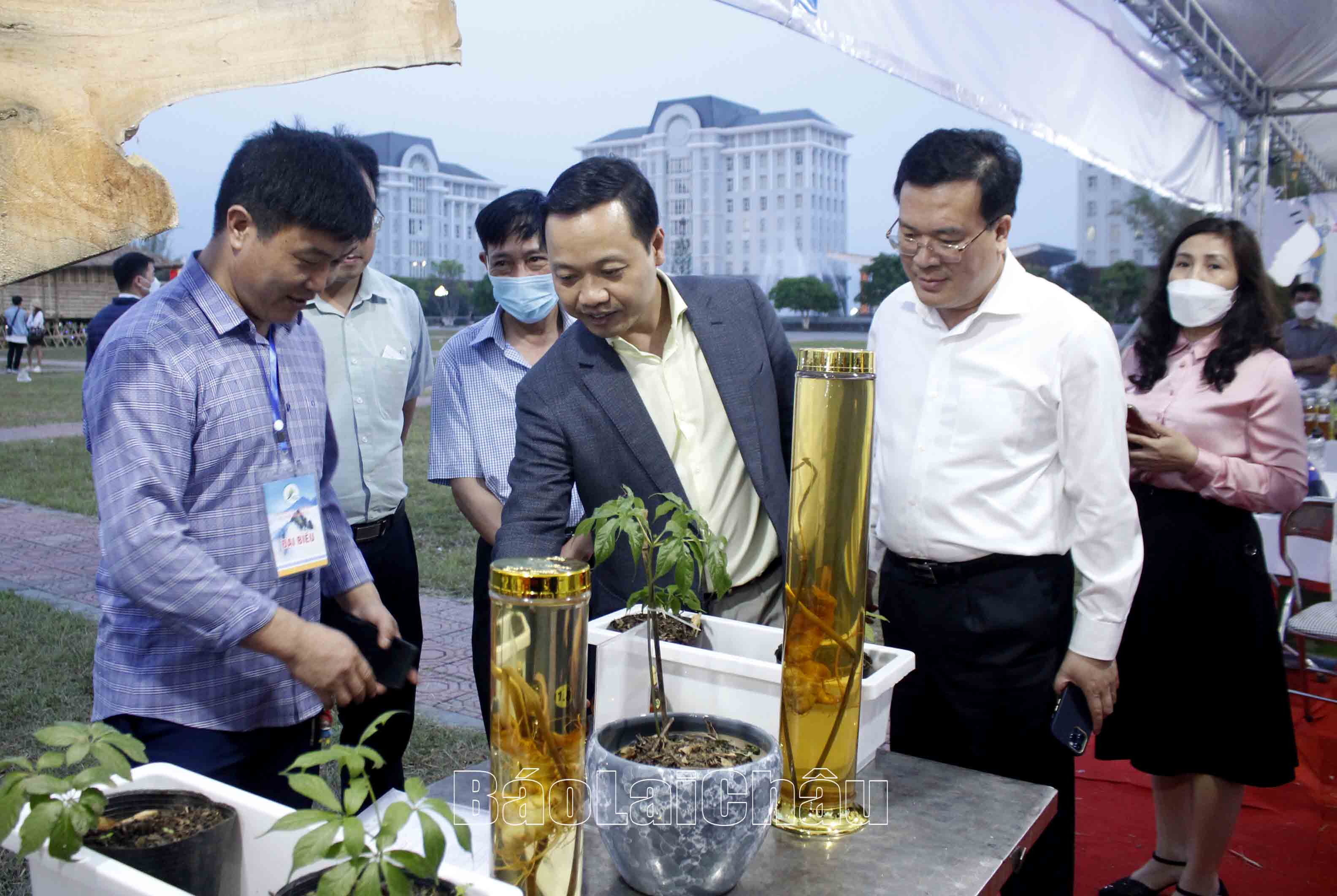 Đồng chí Chủ tịch UBND tỉnh, lãnh đạo các sở, ngành động viên hợp tác xã Sâm Lai Châu cố gắng đưa cây sâm phát triển và xây dựng thương hiệu. 