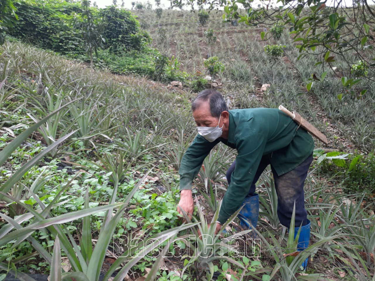 Ông Pàn Văn Chơn chăm sóc vườn dứa của gia đình.