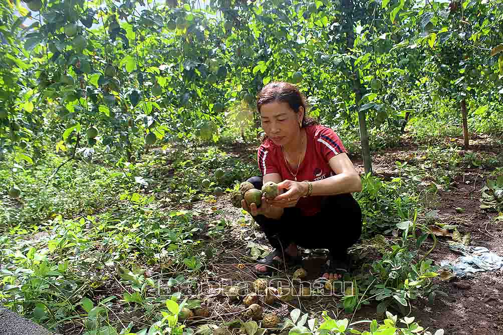 Chị Tăng Thị Hạnh ở bản Đội 4 (xã Hồ Thầu) sót xa khi chanh leo rụng đầy vườn.