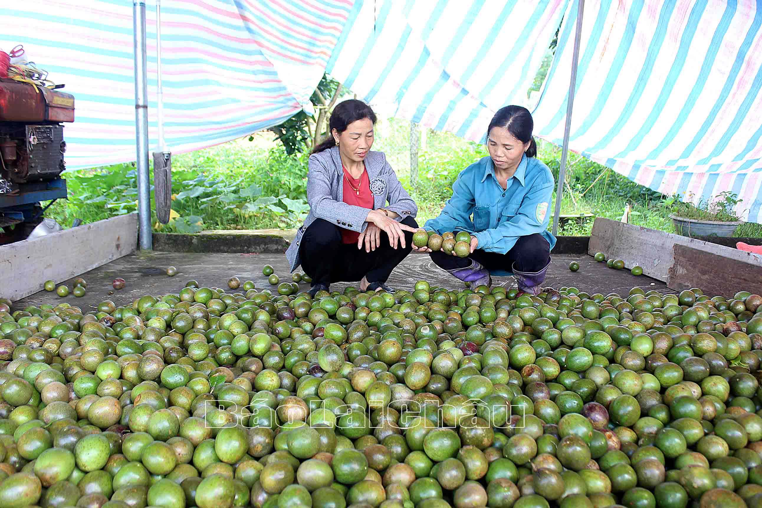 Sản phẩm quả chanh leo của nông dân huyện Tam Đường bị nám, xấu mã do bệnh loang dầu.