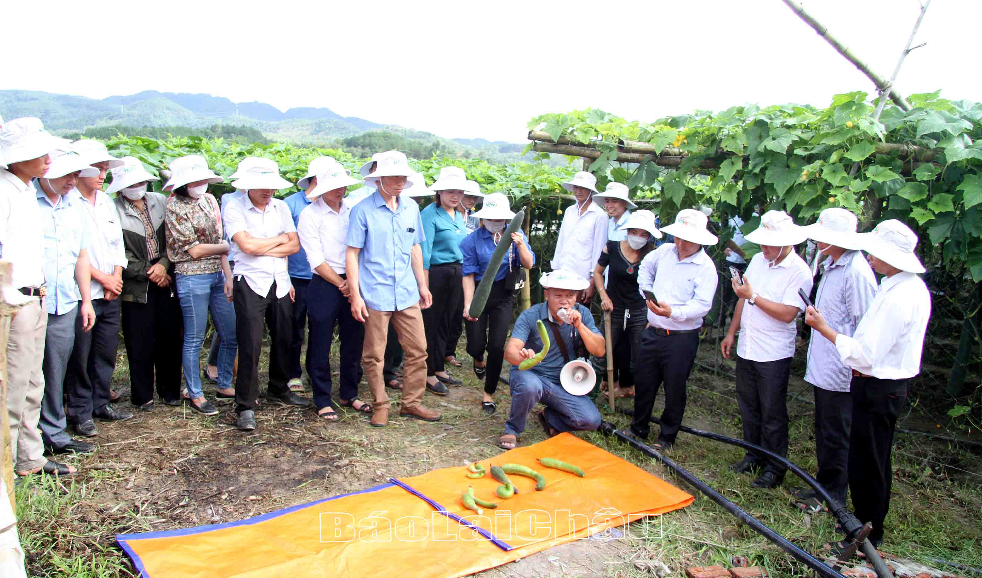 Đại biểu tham quan thực tế mô hình trồng bí đao xanh tại bản Sen Đông, xã Mường Than.